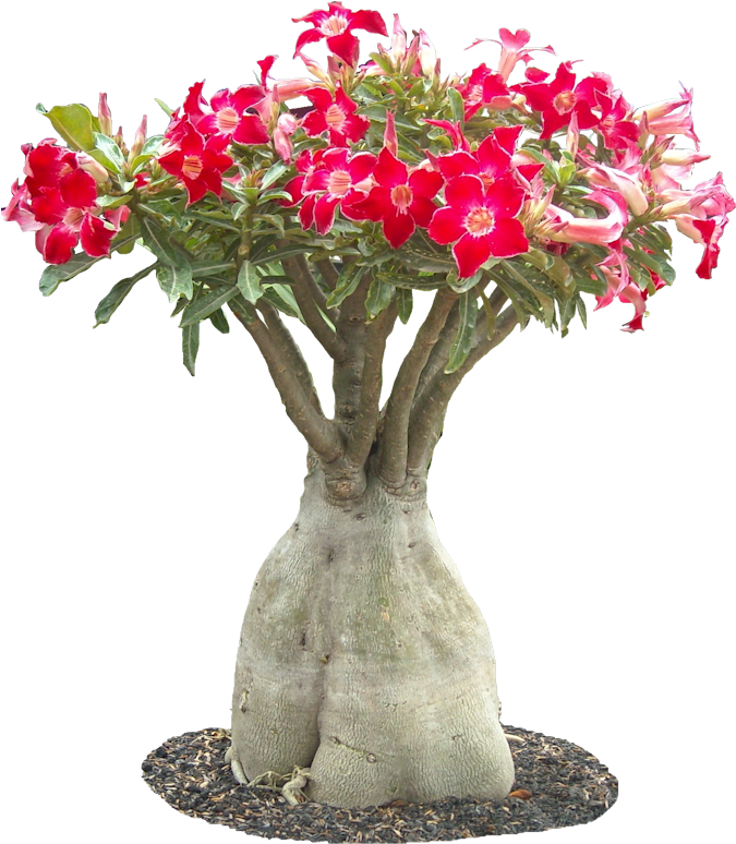 Adenium Obesuml01 Plant Images, Plant Pictures, Euphorbia - Desert Flowers Png Transparent (741x800), Png Download