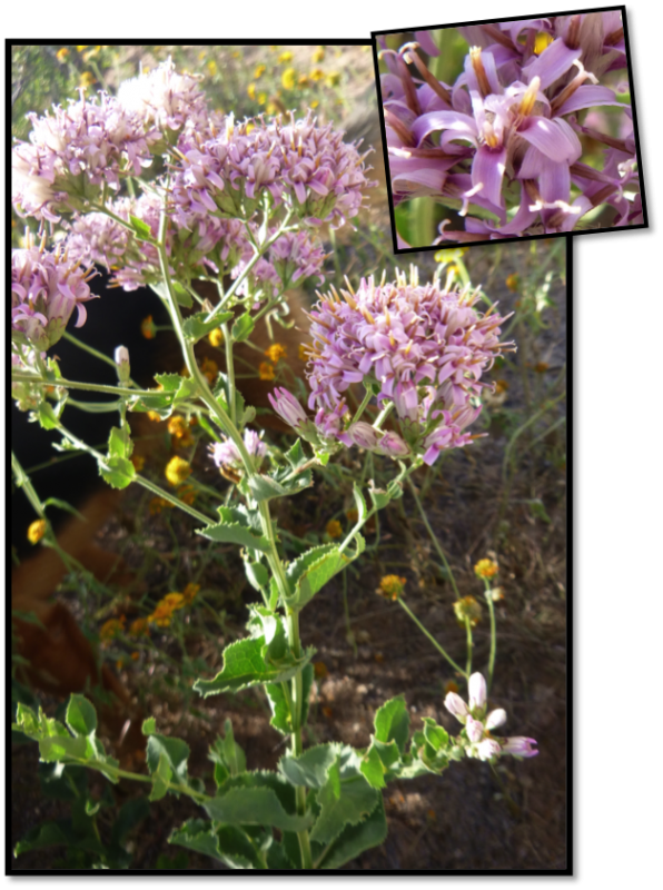 Fluff Root Is A Not Too Often Seen Cousin Of Desert - Lily Family (596x800), Png Download