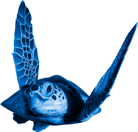 Loading Header - Turtle (500x750), Png Download