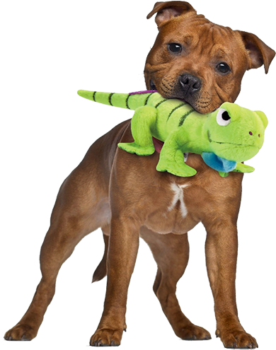 iguana dog toy