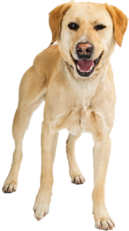 Dog Toy (1002x1032), Png Download