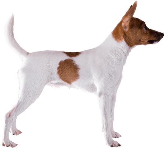 Appearance Of Toy Fox Terrier - Fox Terrier (567x489), Png Download