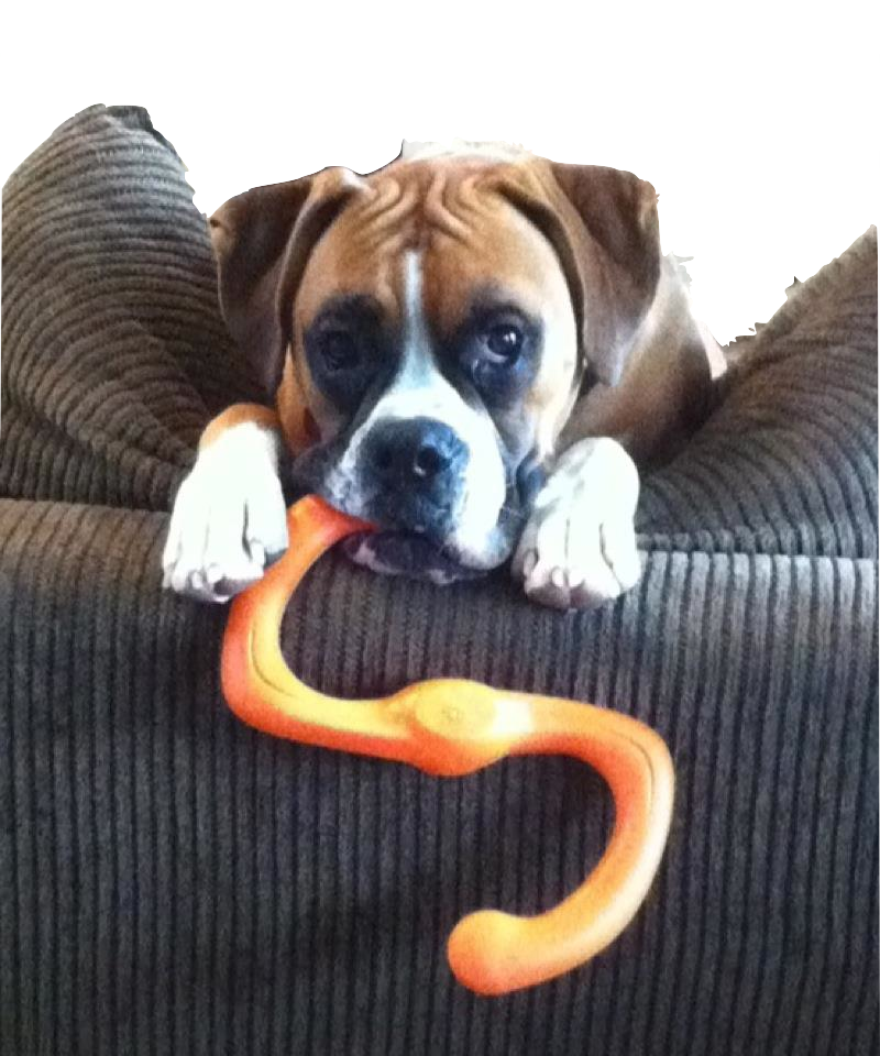 Indestructible Dog Toys (800x960), Png Download