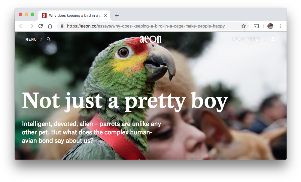 The Question Is - Parakeet (1017x619), Png Download