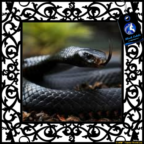 Black Mamba - Mexican Black Kingsnake In The Wild (500x500), Png Download