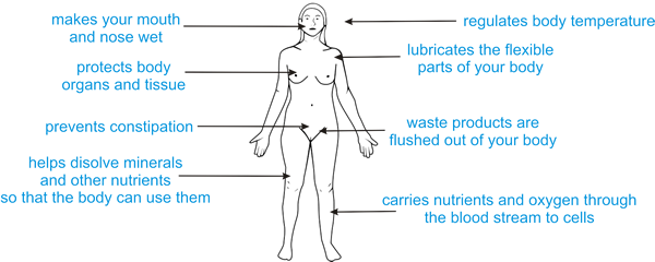 The Human Body Is Anywhere From 55% To 78% Water Depending - Importance Of Water Cycle In Our Daily Life (600x240), Png Download