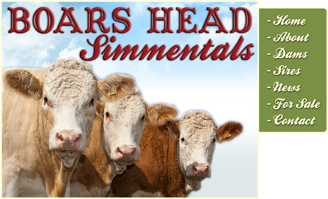 Download Rhys Grenham, Boars Head Simmentals, Boars Head Farm, Smkn 1