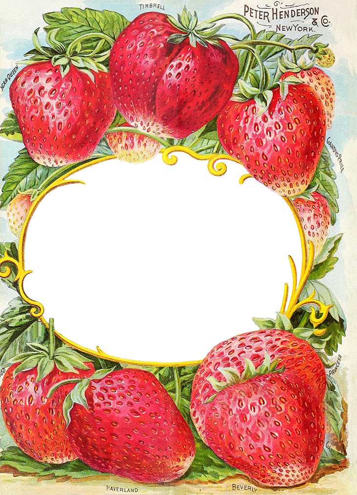 Antique Catalog Reinvented Henderson S Farm Frame - Vintage Strawberry Seed Packet (730x1012), Png Download