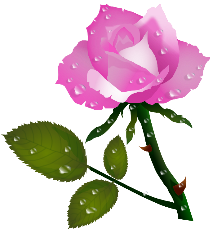 Pink Rose Clipart Pretty Pink - Rose Flower P (687x752), Png Download