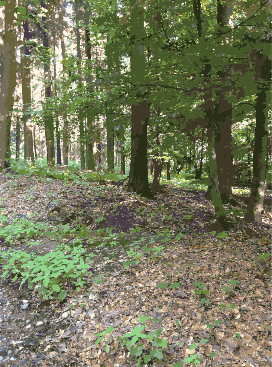 Forest Clipart Temperate Broadleaf And Mixed Forest - Forest (900x1214), Png Download