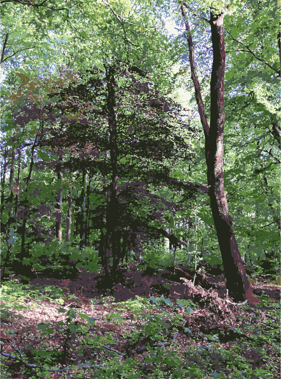 Download Woodland Clipart Temperate Coniferous Forest - Forest (900x1215), Png Download