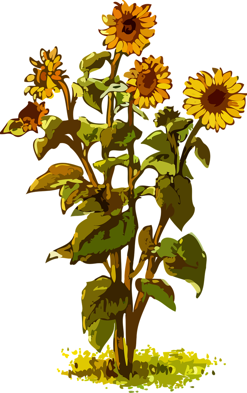 All Photo Png Clipart - Big Sunflower Plant Clipart (473x750), Png Download