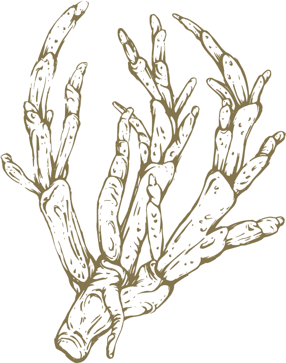 Png Royalty Free Asparagus Drawing - Sketch (950x950), Png Download