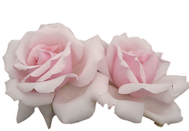 Report Abuse - Pink Aesthetic Flowers Png (640x480), Png Download