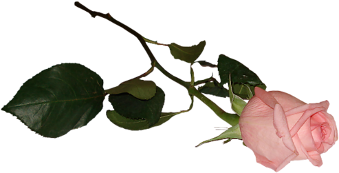 My Circle - Twig (500x265), Png Download