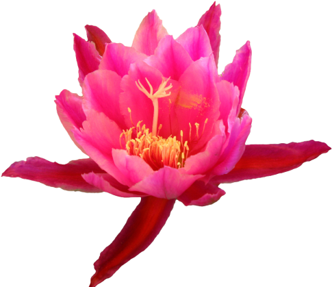 Download Source Transparent Flowers Tumblr Com Cactus Flower Png Full Size Png Image Pngkit