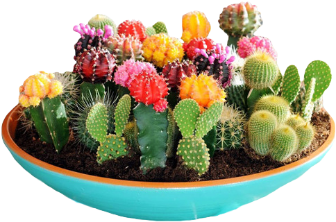 “yayy Here's A Happy Bowl Of Succulents ” - Cactus Garden (500x333), Png Download