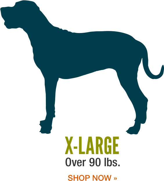 Selecting The Perfect Dog Bed - Dog (600x640), Png Download