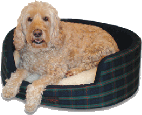 Dog (700x700), Png Download