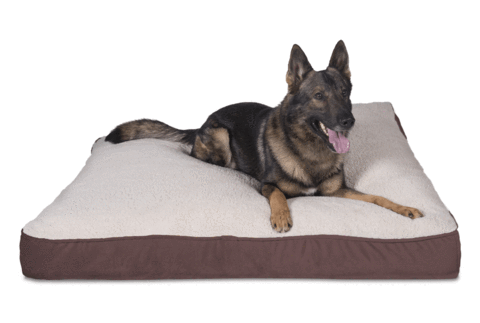 Nest Bedding Luxury Corduroy Pet Bed - Old German Shepherd Dog (480x323), Png Download