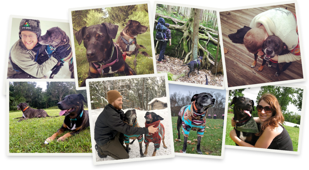 Spruce Is Founded By The Dog-loving Husband And Wife - Dog (1000x550), Png Download