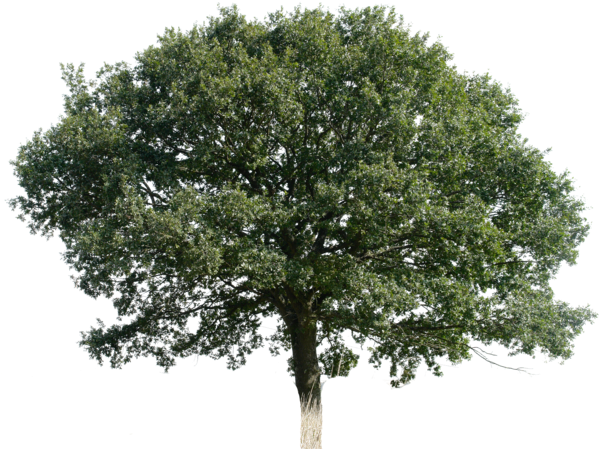 Duplicate For Better Results If You Use This File, - Ely Cathedral (600x462), Png Download