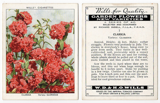Clarkia, Variety Glorious - Cigarette Card Rms Olympic Back Poster Print (24 X (800x800), Png Download