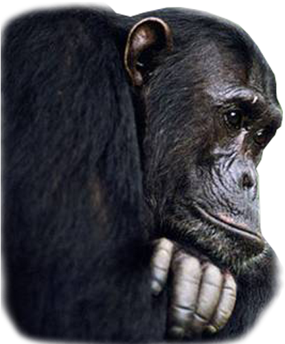 Of Every Animal On The Planet, Chimpanzees Are Our - Great Apes: Between Two Worlds [book] (431x500), Png Download