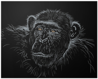 Phillape: Son Of Amazon Forest (400x400), Png Download