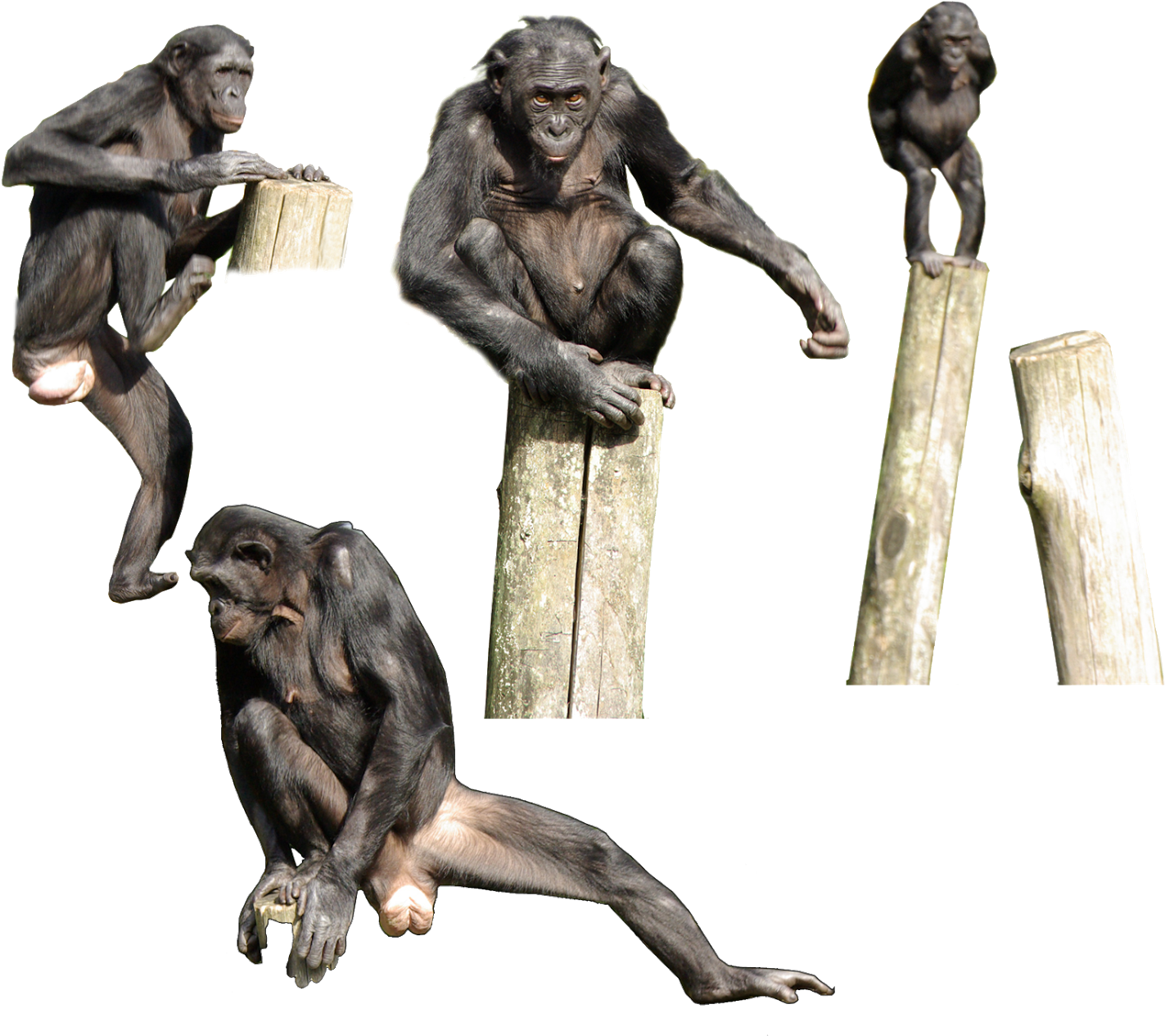 The Bonobo Is Generally Thought To Be More Gracile - Bonobo (1600x1315), Png Download