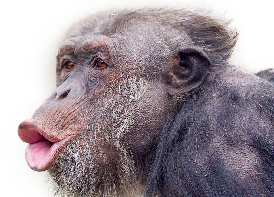 Monkey - Common Chimpanzee (905x650), Png Download