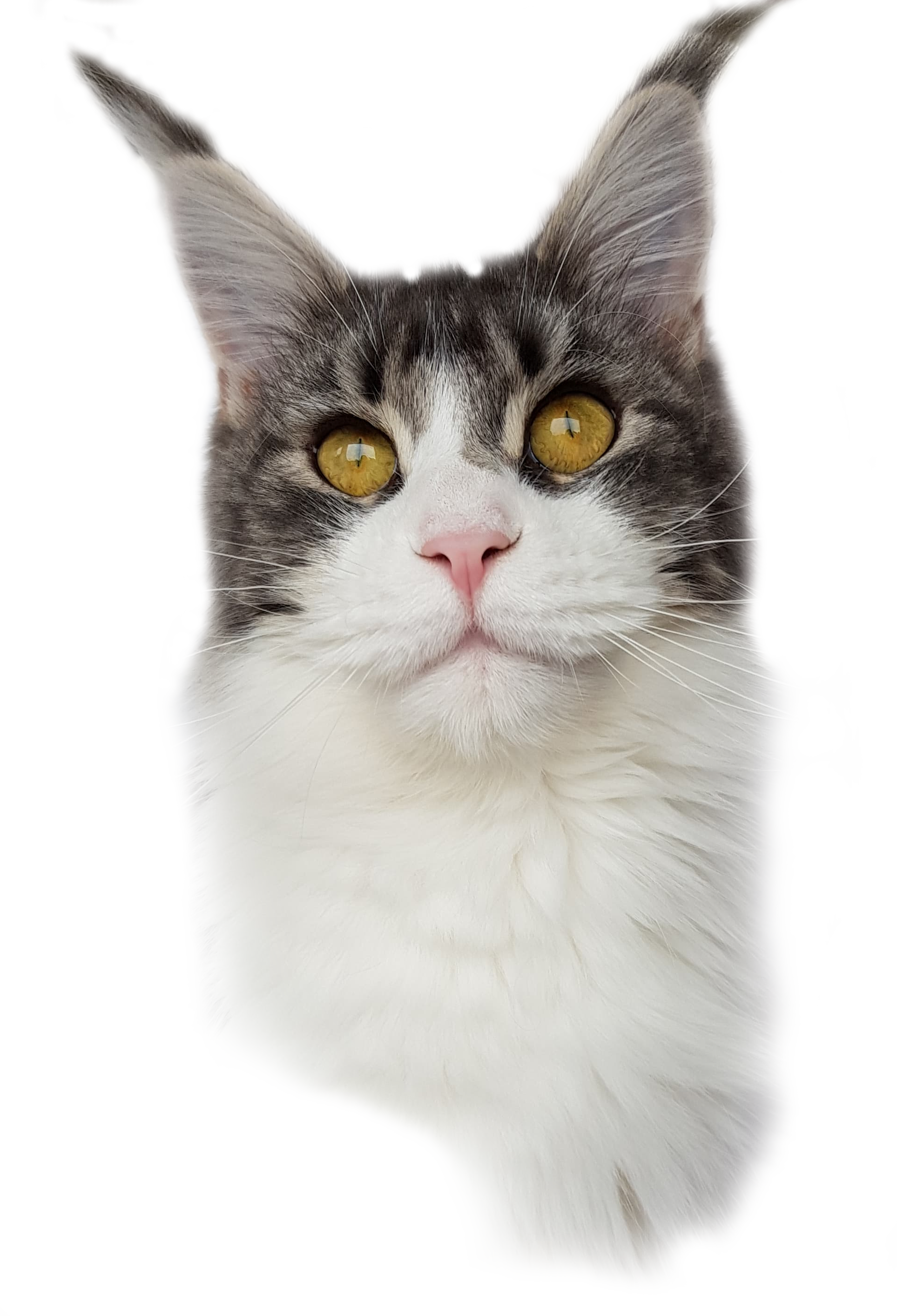 1 Year 4 Month - Aegean Cat (1927x2827), Png Download