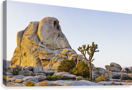 Rock Formation And Tree At Sunrise, Joshua Tree National (429x291), Png Download