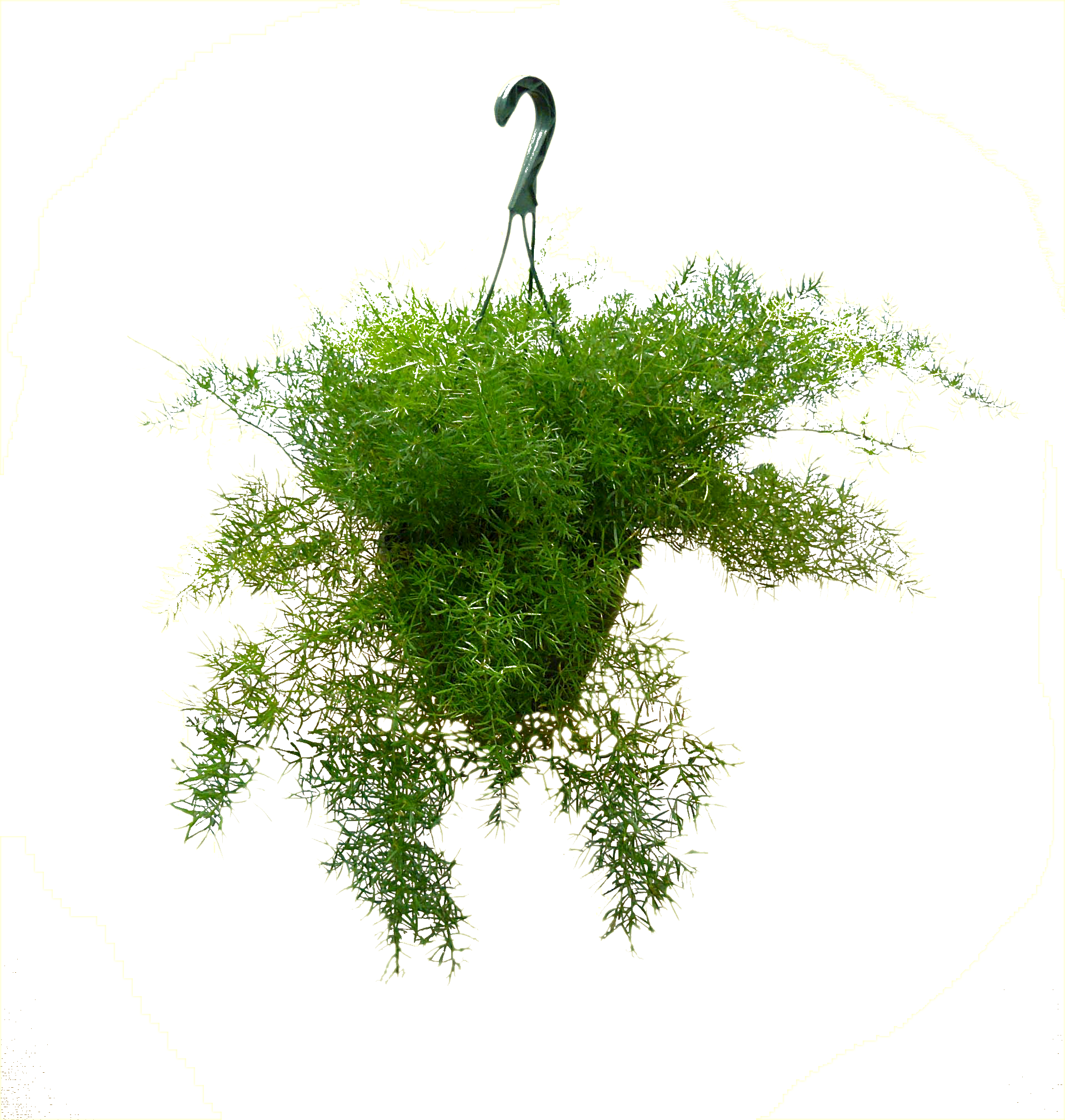 8in Sprengeri Hanging - Crane (1917x2016), Png Download