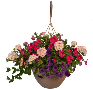 Hanging Flower Pot Png - Hanging Basket (378x378), Png Download