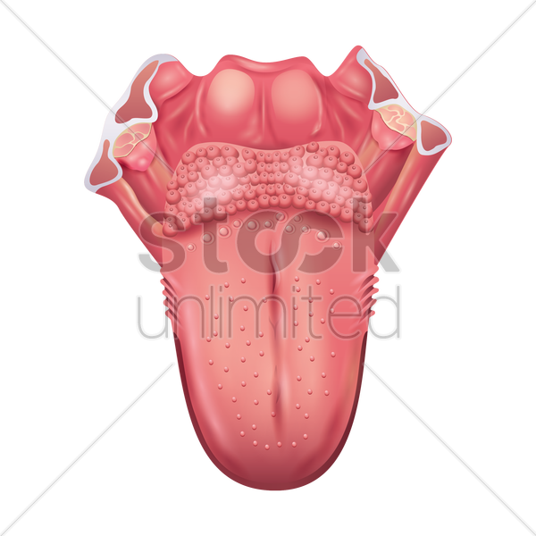 Tongues Png - Cancer De La Langue (600x600), Png Download