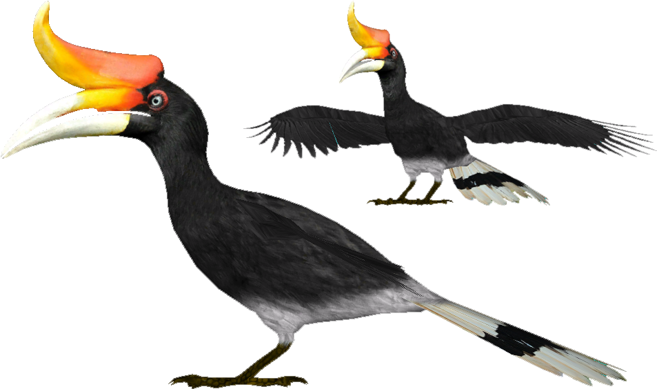 Rhinoceros Hornbill - Hornbill Png (952x952), Png Download