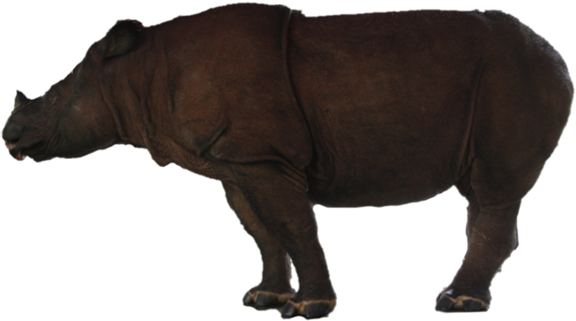 Badak Jpg Crop Copy - Indian Rhinoceros (886x538), Png Download