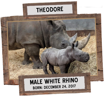 The Toronto Zoo Recently Welcomed Two Baby Rhinos, - Toronto Zoo Rhino (403x373), Png Download