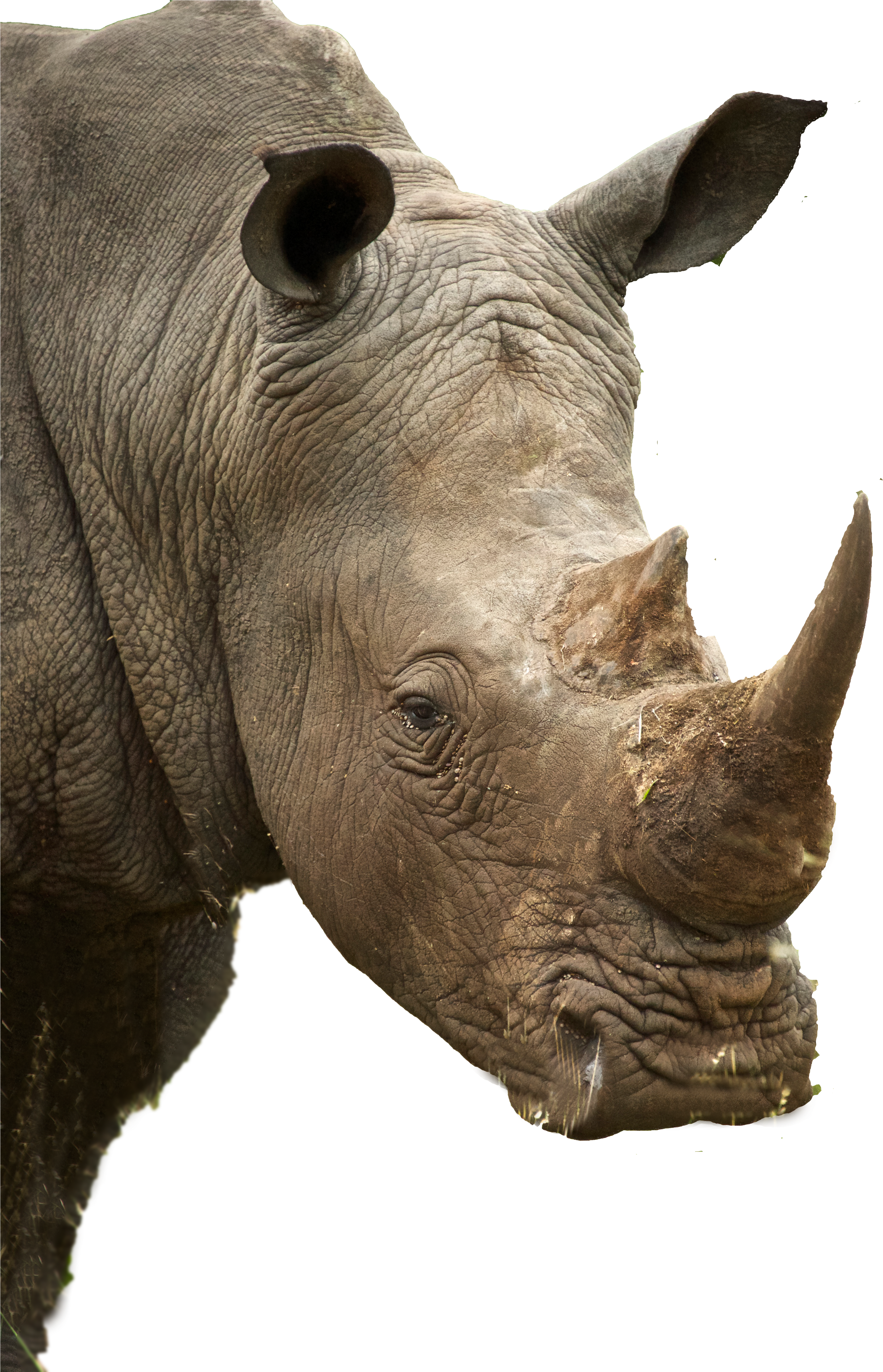Rhino Profile (3550x5602), Png Download