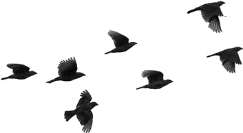 Bird, Overlay, And Tumblr Image - Birds Flying Silhouette (500x261), Png Download