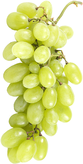 White Viognier Grapes - Seedless Fruit (300x573), Png Download