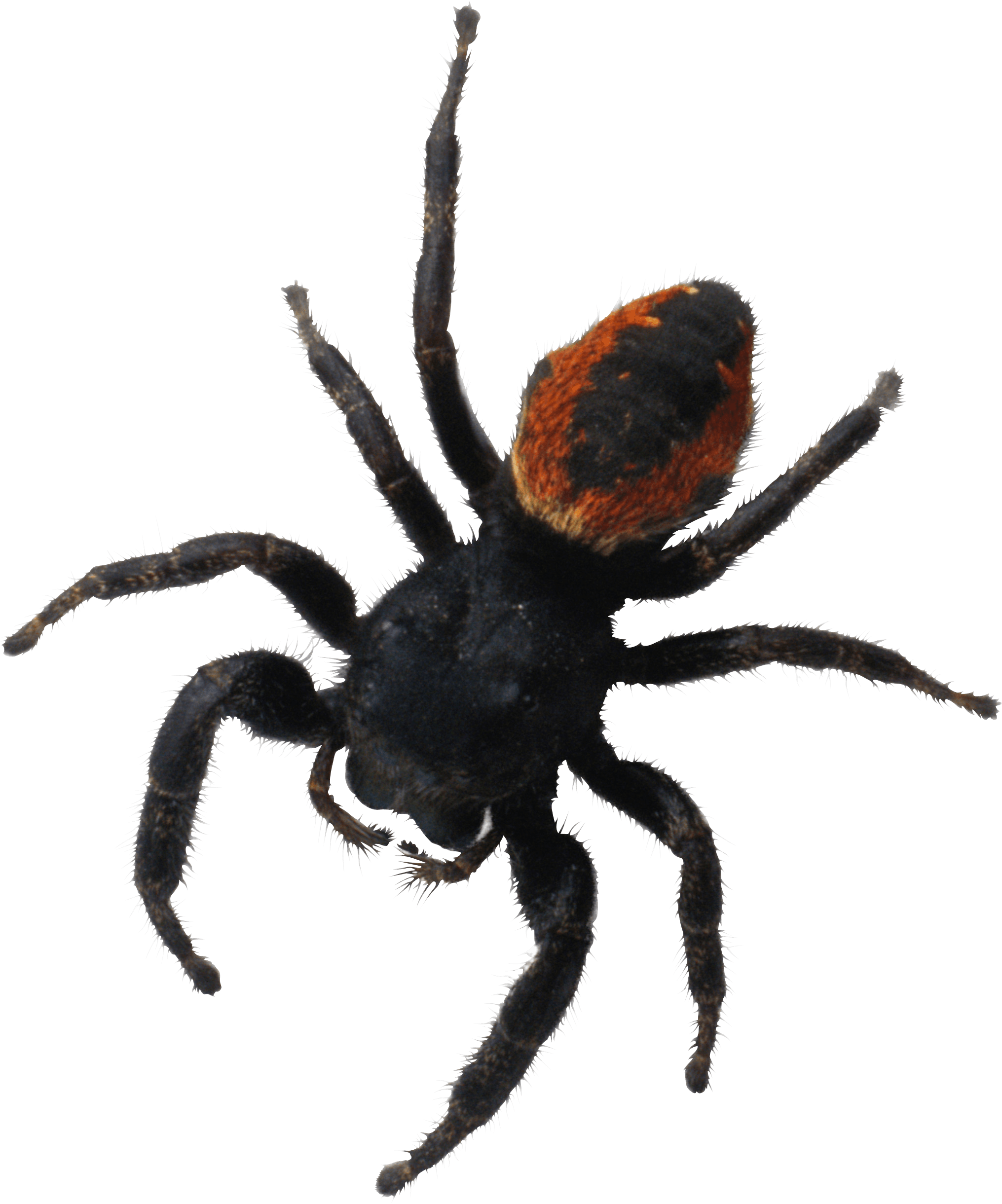 Spider Png Image Png Image - Brachypelma Hamorii (2031x2441), Png Download