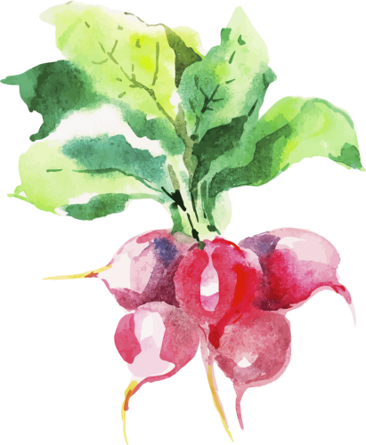 Jennifer Keirstead - Radish (411x500), Png Download