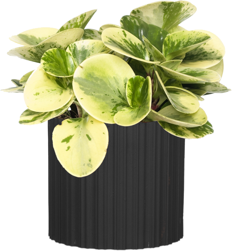 Lots Of Stripes - Planten Peperomia (peperomia Obtusifolia 'variegata') (800x892), Png Download