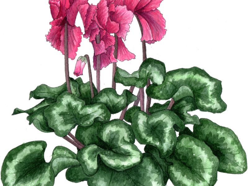 Cyclamen Frilly 300 - Cyclamen (800x600), Png Download