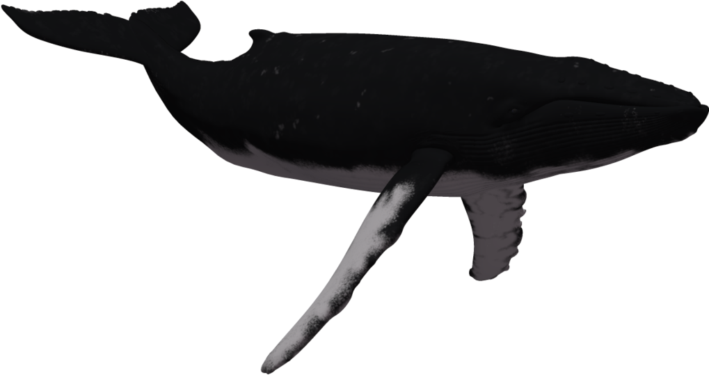 Humpback Whale Clipart - Humpback Whale Clear Background (1024x639), Png Download