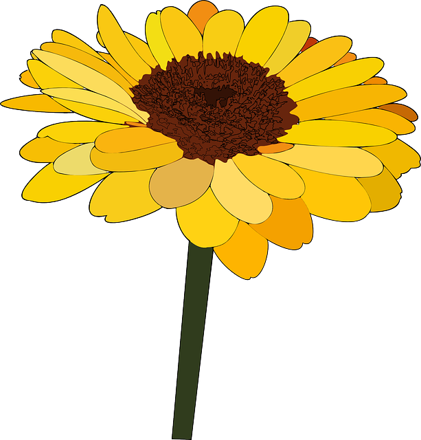 How To Set Use Single Sunflower Clipart (570x596), Png Download