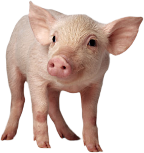 Baby Pig Sitting Png - Pig With No Background (400x400), Png Download