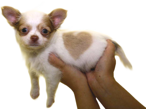 ❤transparent Puppy Offering For Your Blog❤ - Chihuahua Puppy, Born With A Heart Shaped Mar Mugs (500x367), Png Download